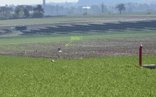 Urocze działki budowlane w Chojęcinie – media